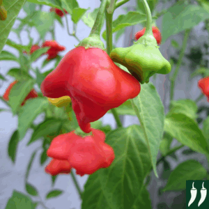 Pepper Hot - Bishops Crown