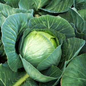 Cabbage Kilazol