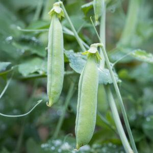 Green Feltham First Early Pea pods growing on the vine with leafy green foliage