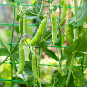 Green Onward Pea pods growing on the vine with leafy green foliage
