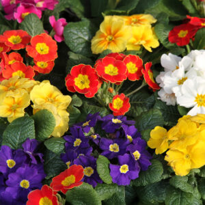 Polyanthus Colossea Mix