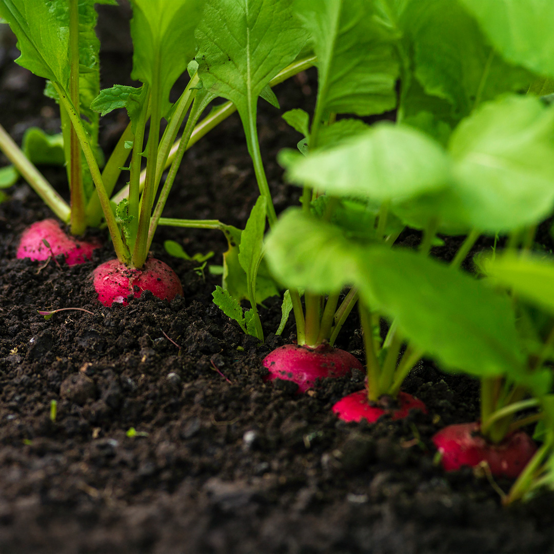 Radish Cherry Belle - Image 2