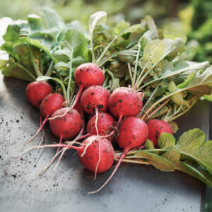 Freshly harvested bright red Cherry Belle Radishes with green leaves on a stone surface
