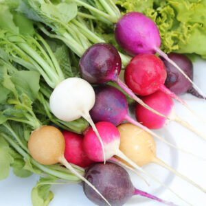 Easter Egg Radishes in white, red, pink, and purple freshly harvested with green leaves attached