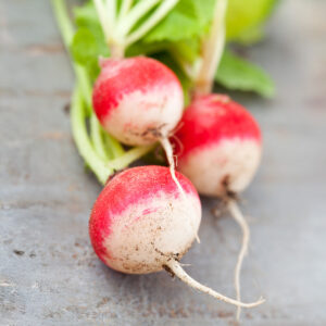 Freshly harvested Globe Sparkler Radishes in pink and white with green leaves attached
