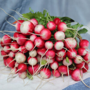 A bunch of freshly harvested Globe Sparkler Radishes in pink and white with green leaves attached