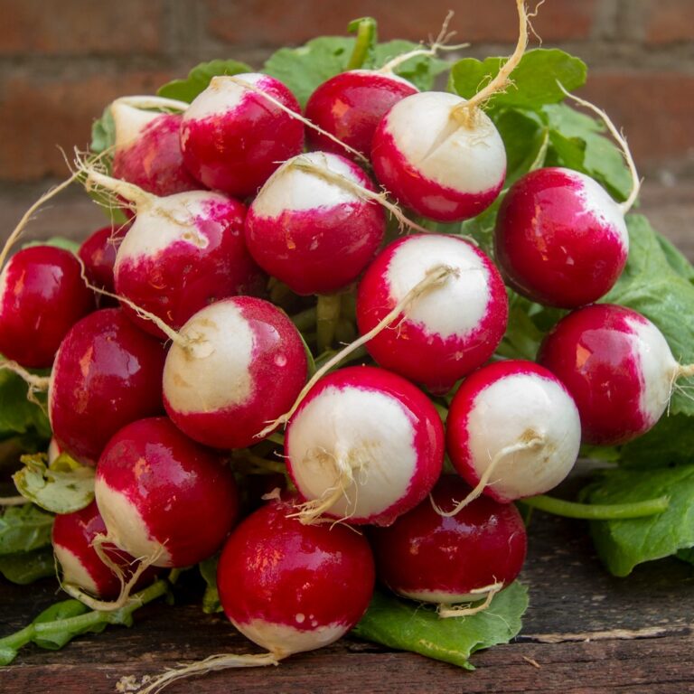 Radish - Globe Sparkler - Premier Seeds Direct