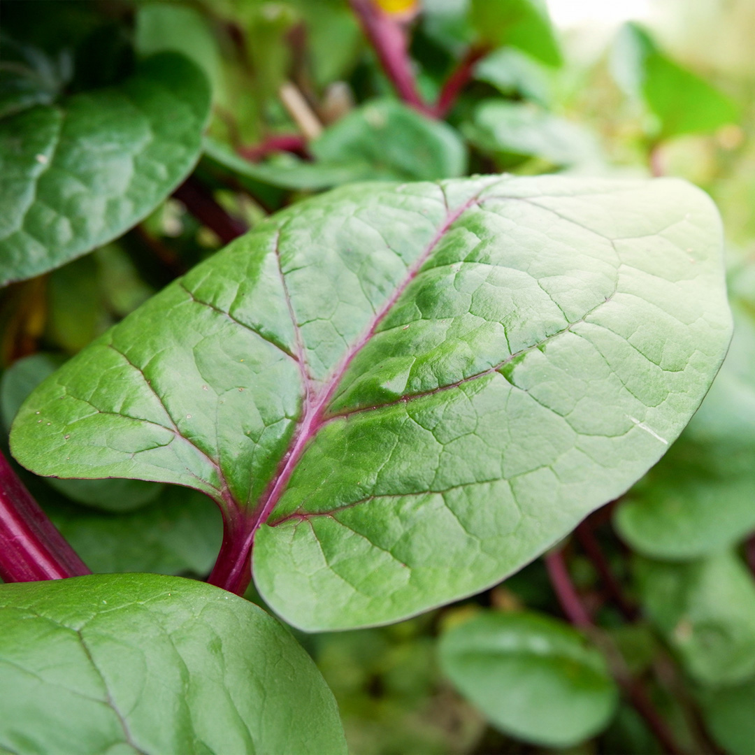 Close-up of a Red Malabar Spinach leaf, green with red vine, Ceylon Spinach Malabar Nightshade