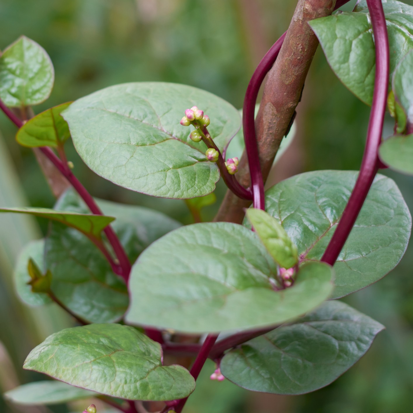 Red Malabar Spinach leaves in green growing on a red vine. Ceylon Spinach Malabar Nightshade.