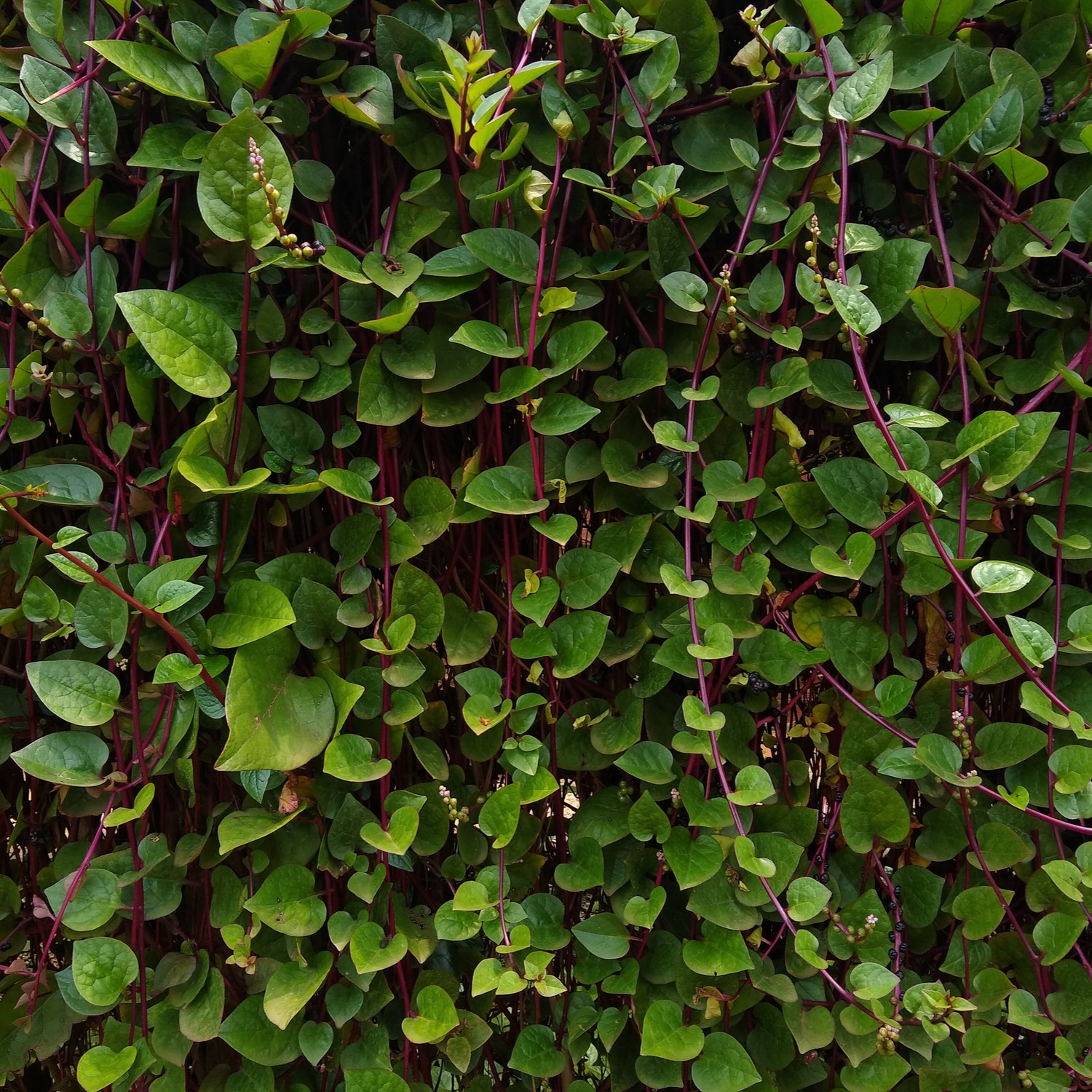 Red Malabar Spinach vines with green leaves. Ceylon Spinach Malabar Nightshade.