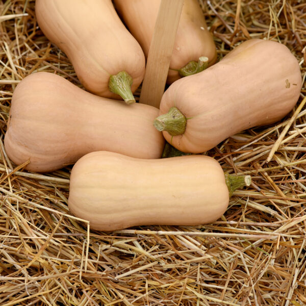 Squash - Butternut Waltham - Image 2