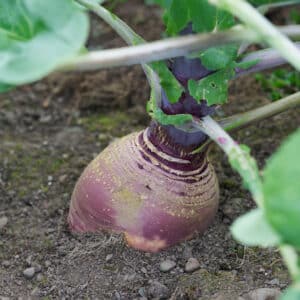 Gowrie swede growing in the ground with a purple top and green leaves
