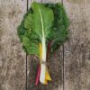 Swiss Chard - Rainbow Mix