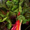Swiss Chard - Rainbow Mix - Image 2