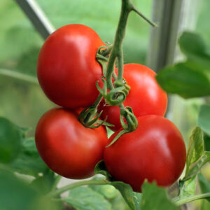 Tomato Alicante