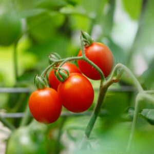 Tomato Principe Borghese