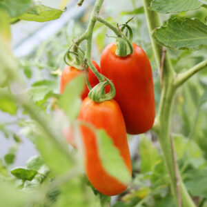 Ripe red San Marzano plum tomatoes growing on the vine with leafy green foliage
