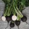 Radish - Black Spanish Round