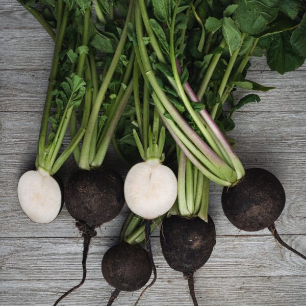 Radish - Black Spanish Round