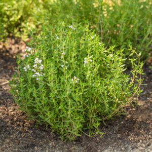 Organic Thyme Vulgaris English Winter