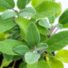 Organic Herbs - Sage Broad Leaved