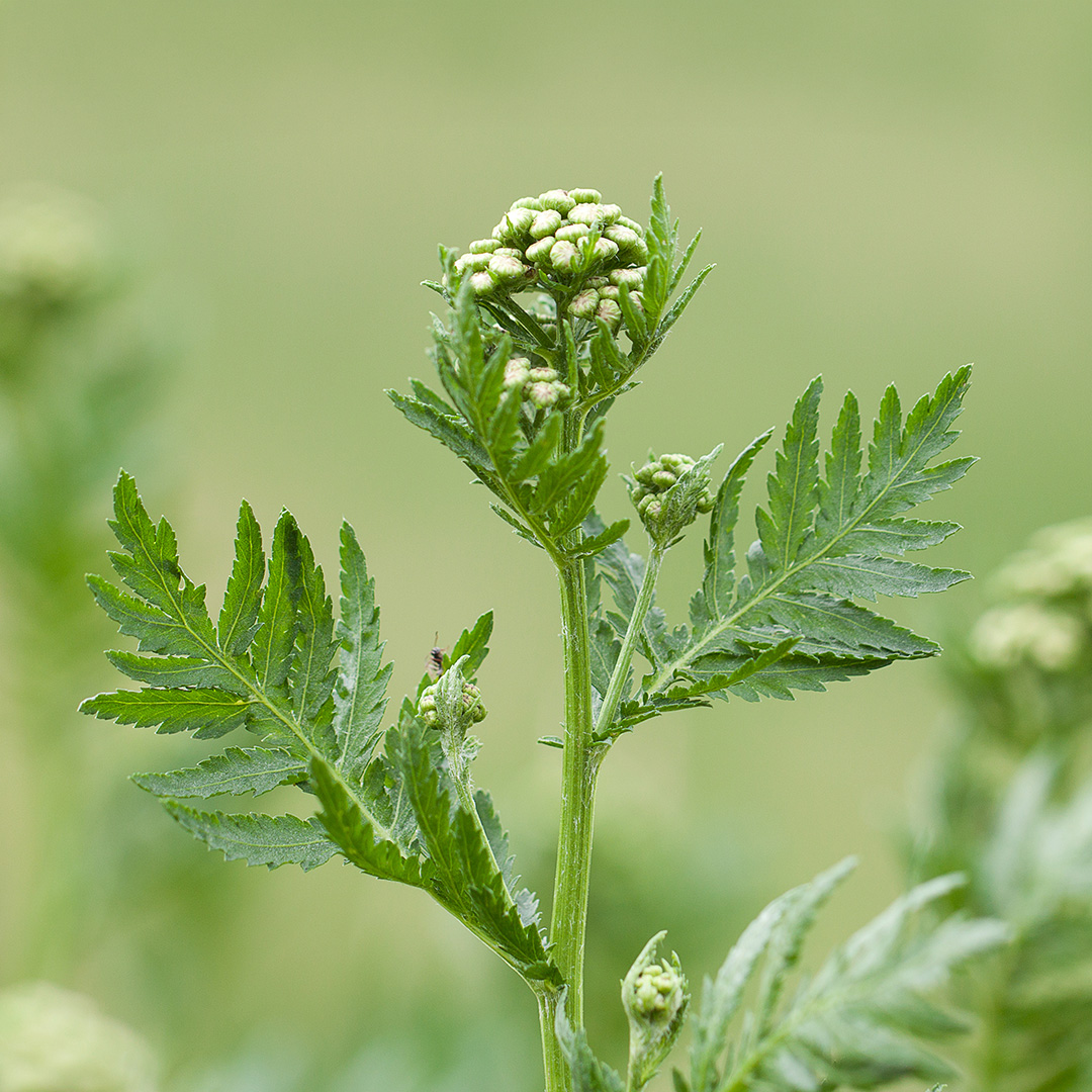 A close up image of tansy vulgare growing in the wild with blurred green background