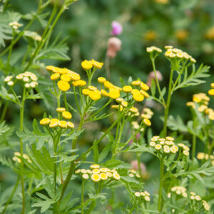 Tansy vulgare growing in the wild with lush green leaves and small yellow flowers that look like clouds above the foliage