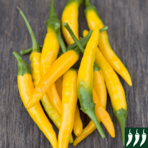 Pepper Hot - Kristian