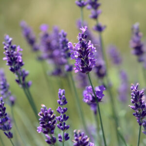 A close up image of Provence Blue Lavender flowers growing in a field with blurred green background