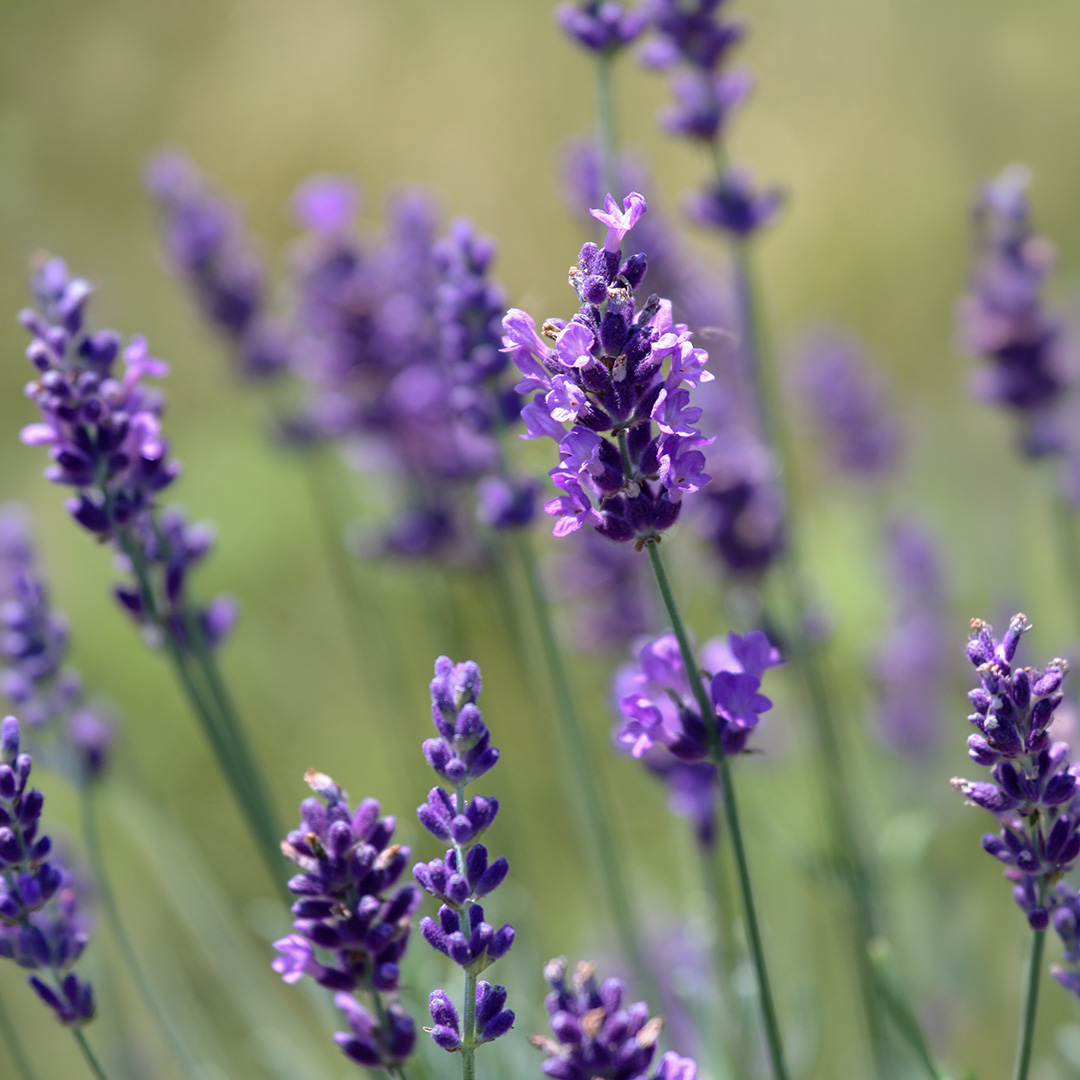 A close up image of Provence Blue Lavender flowers growing in a field with blurred green background