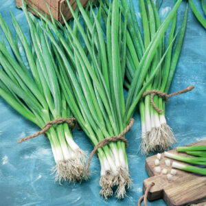 Onion Snow Queen F1 (Spring/Bunching)