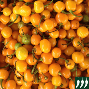 Pepper Hot - Orange Koral