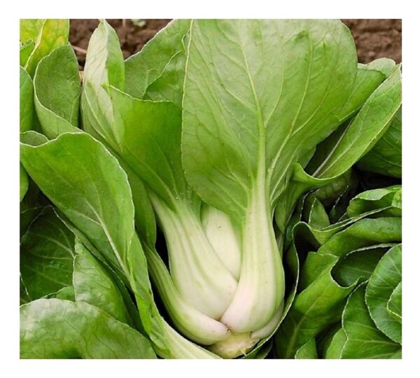 Organic Cabbage Pak Choi White - Image 3