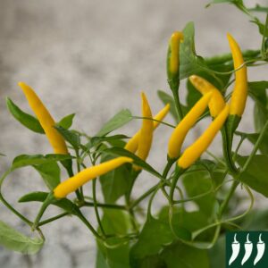 Pepper Hot - Kristian