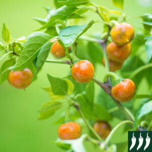 Pepper Hot - Orange Koral