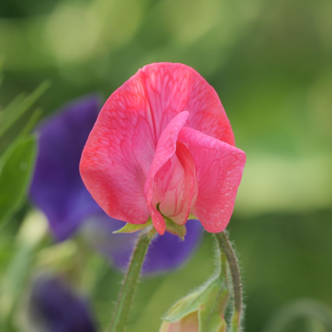 Beautiful pink red sweet pea flower of the Edith Flanagan variety with blurred green background