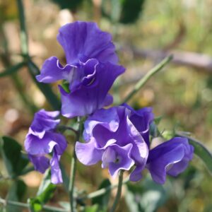 Sweet Pea Parfume Just Julia