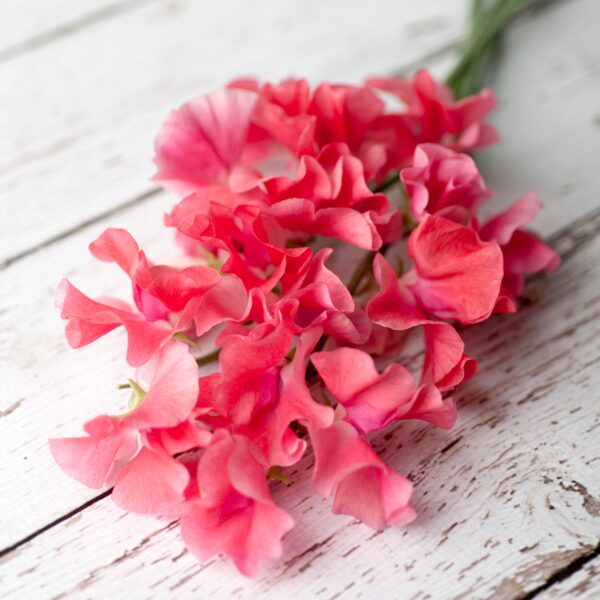 Sweet Pea Parfume Millennium - Image 2