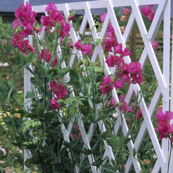 Sweet Pea Parfume Millennium - Image 3