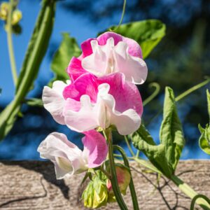 Sweet Pea Parfume Promise