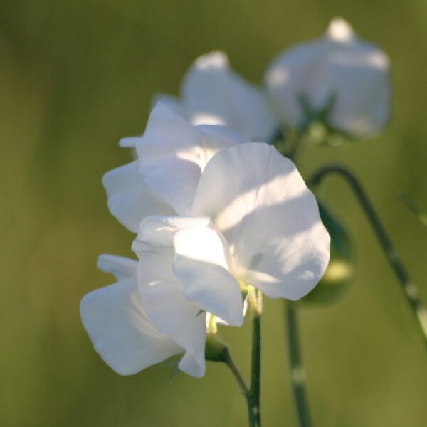 Sweet Pea Parfume White Supreme