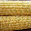 Sweetcorn - Ovation F1 (Sweet Corn) - Image 2