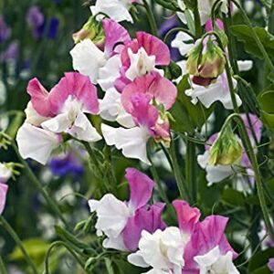 Sweet Pea PARFUME - Promise