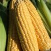 Sweetcorn - Ovation F1 (Sweet Corn)