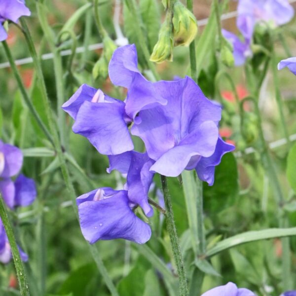 Sweet Pea Parfume Just Julia - Image 2