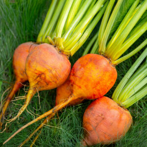 Beetroot Burpees Golden