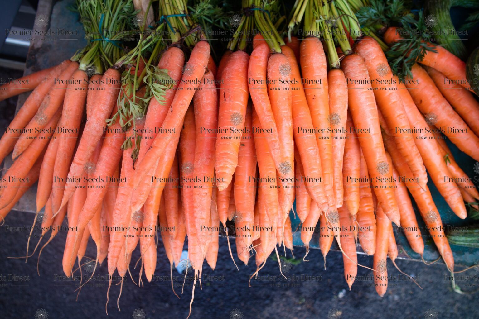 Carrot Autumn King Pelleted Premier Seeds Direct