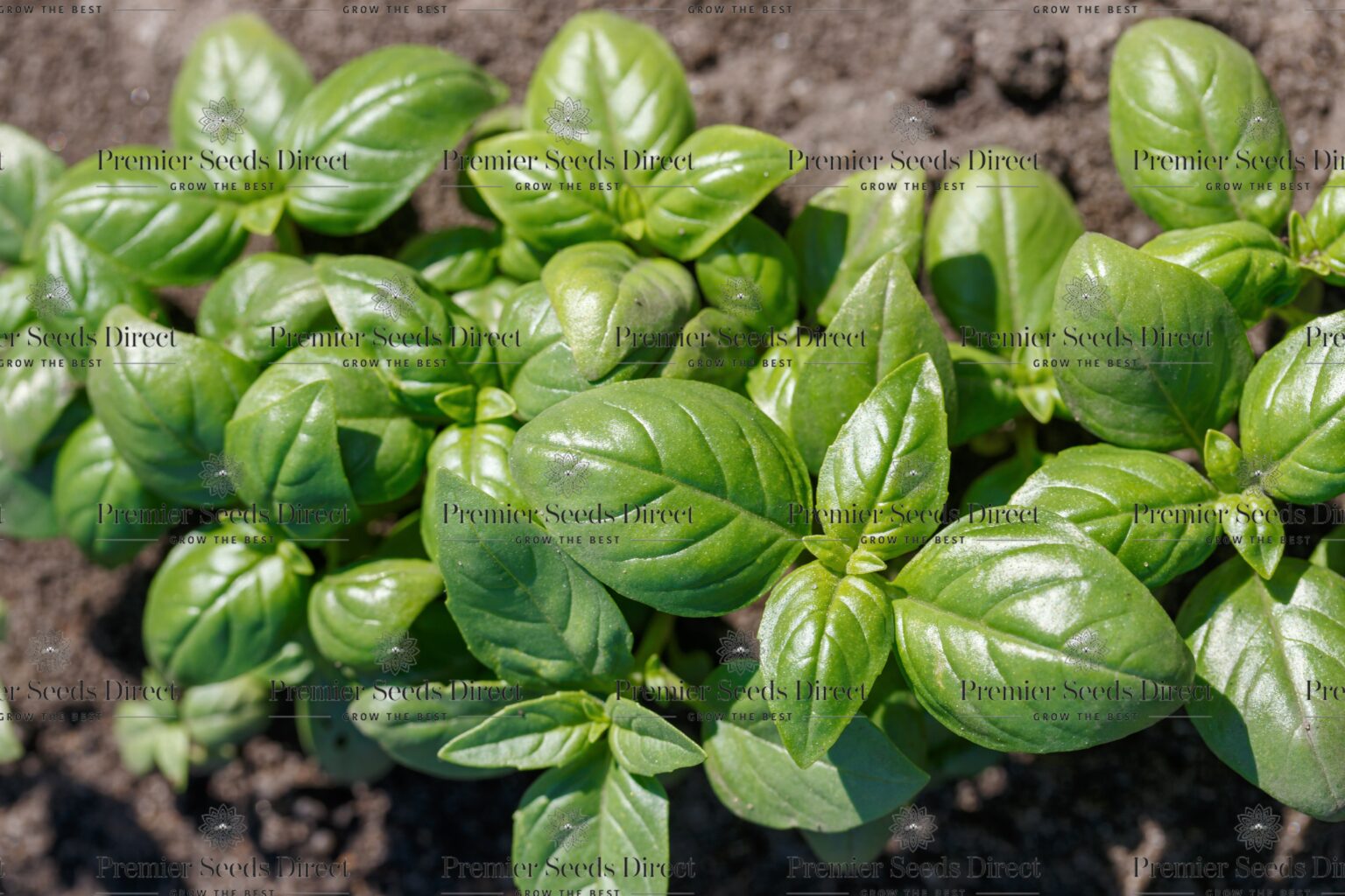 Herb Basil Genovese Premier Seeds Direct