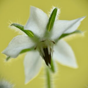 Borage White