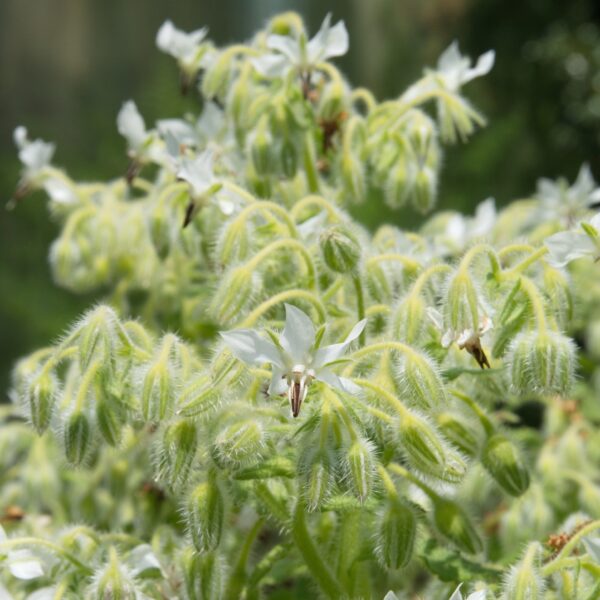 Borage White - Image 2